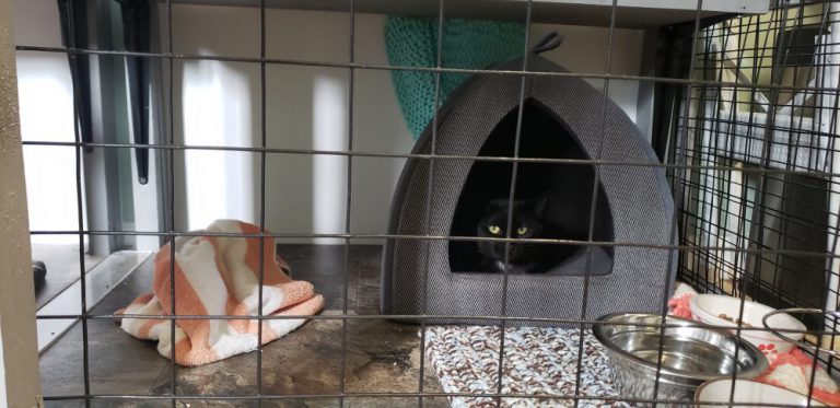 Are black cats really bad luck? Local shelter says no
