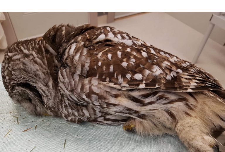 MARS says owl’s life not worth the “human entertainment”