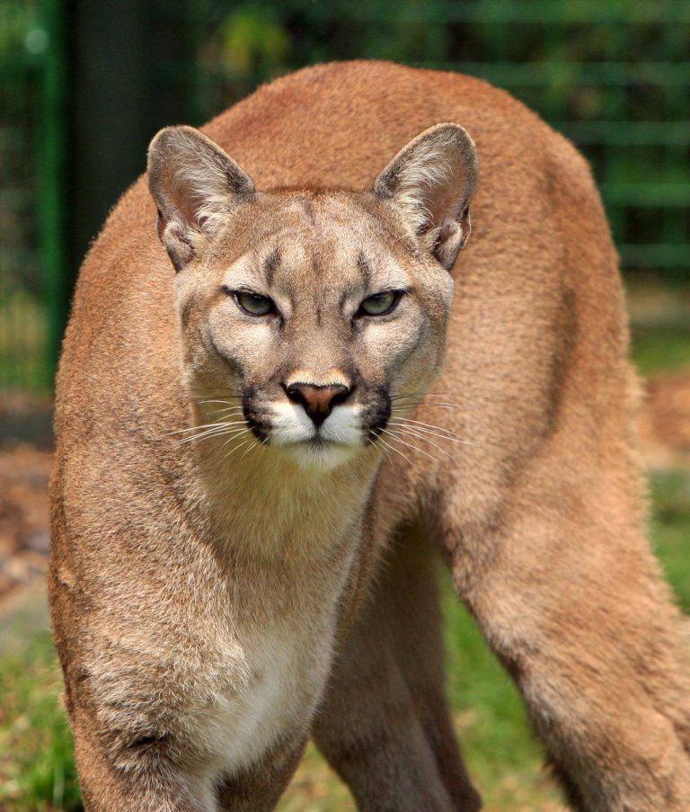 ‘Could’ve been me’ says pet owner after her cat is killed by cougar