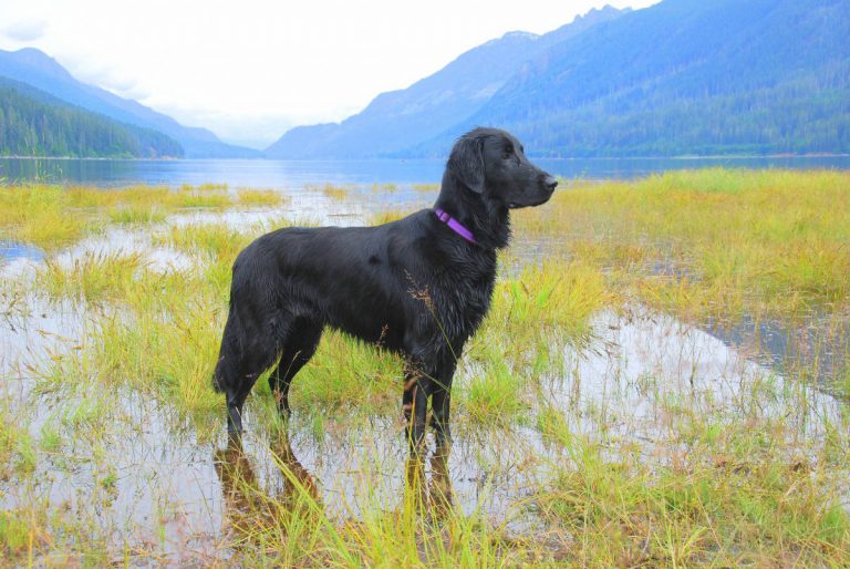 Retired Campbell River Search and Rescue dog passes away