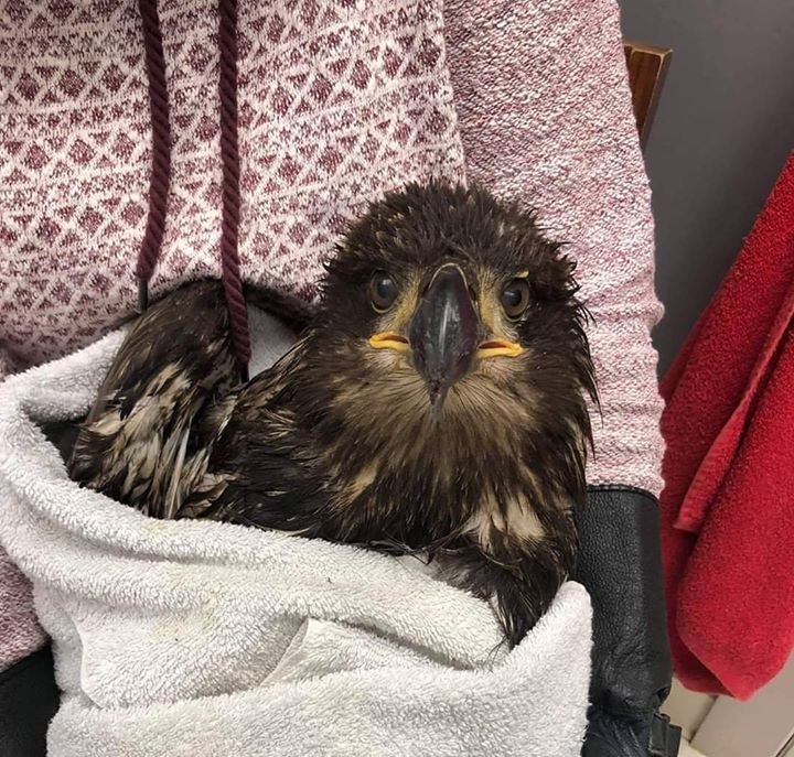 MARS Wildlife Rescue Society seeing more lead-poisoned birds