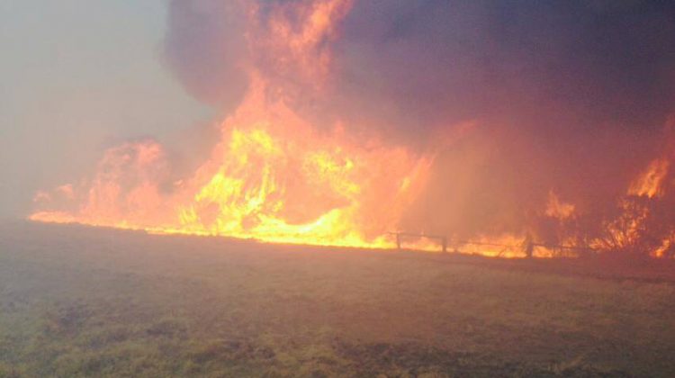 Sunday Fundraiser Supports Those Affected By Australian Bushfires