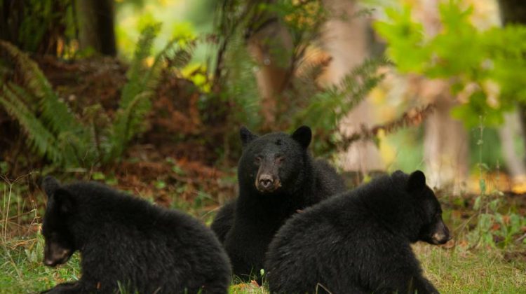 No bears killed in Cumberland since 2017; Wildsafe BC