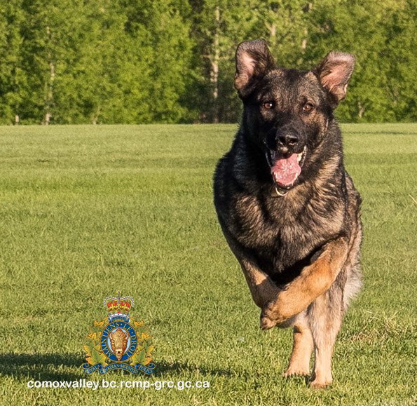 Police dog brings 'Hammer' down on break-and-enter suspect ...
