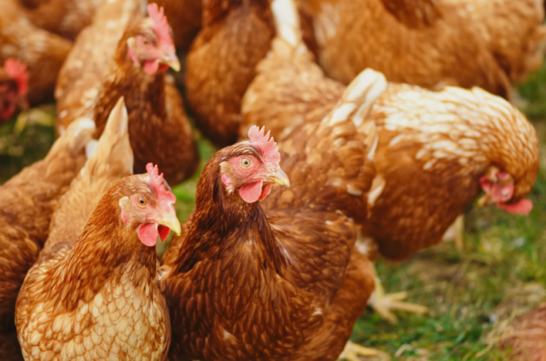 Province to hold avian flu prevention information sessions