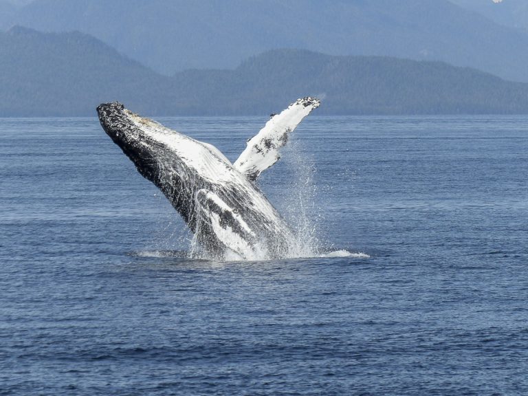 B.C. Humpback whales featured on BBC series