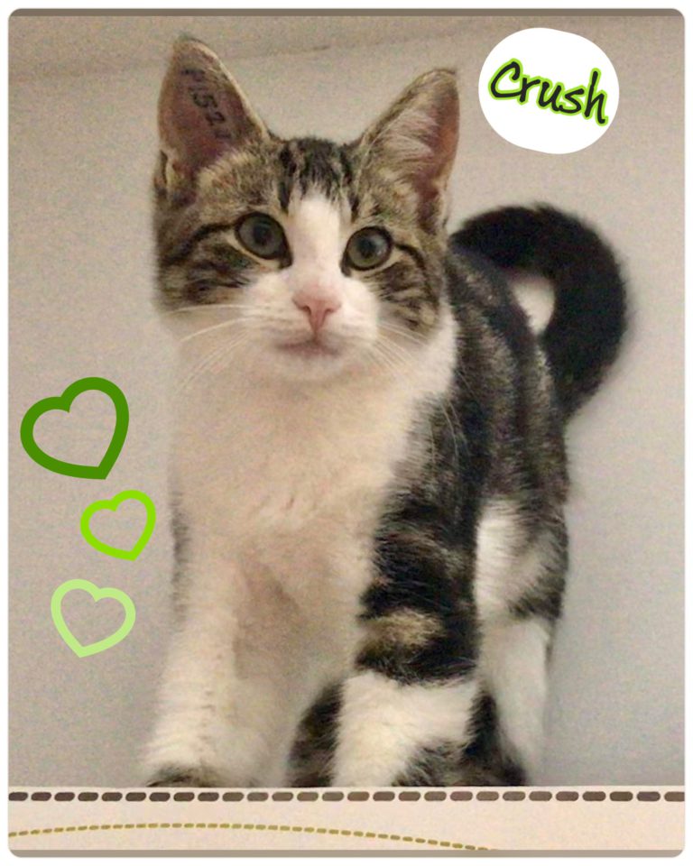 Meet Adoptable Crush!