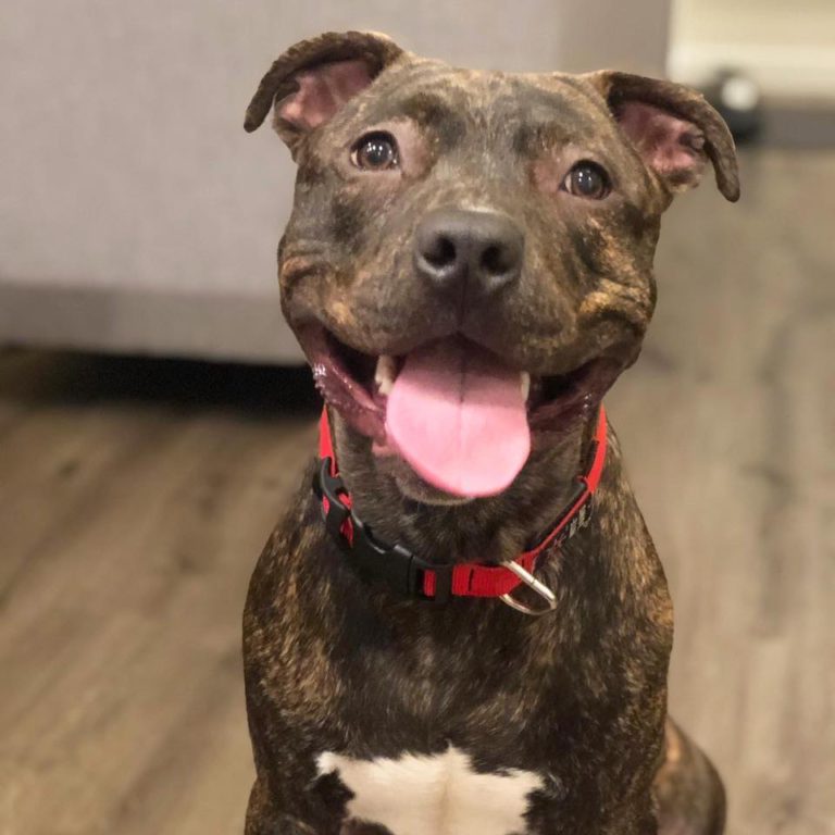 Meet Adoptable Dallas!