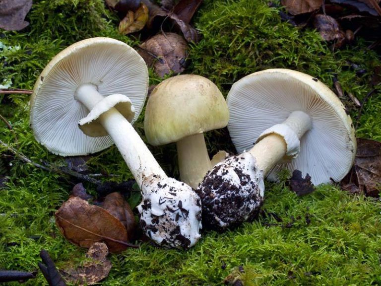 Deadly mushroom found growing in Comox residential area