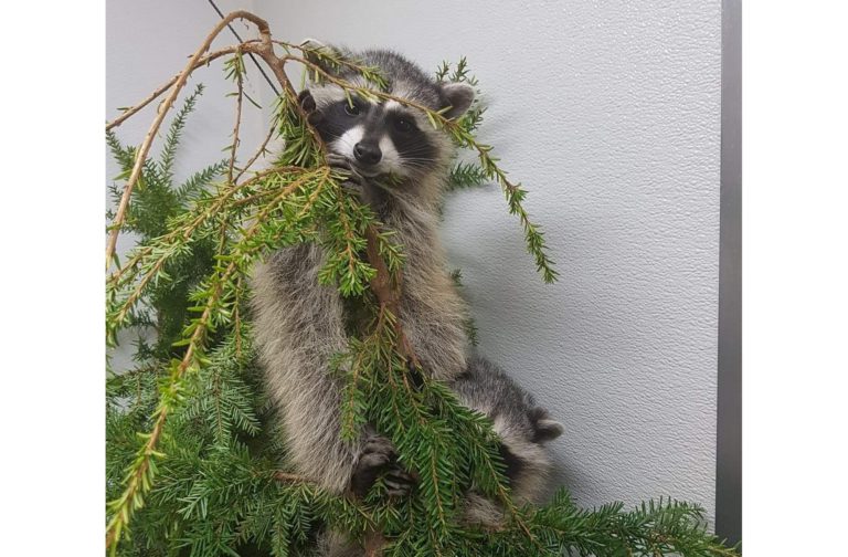 MARS Wildlife Rescue Centre sends out reminder to not trap or relocate wildlife