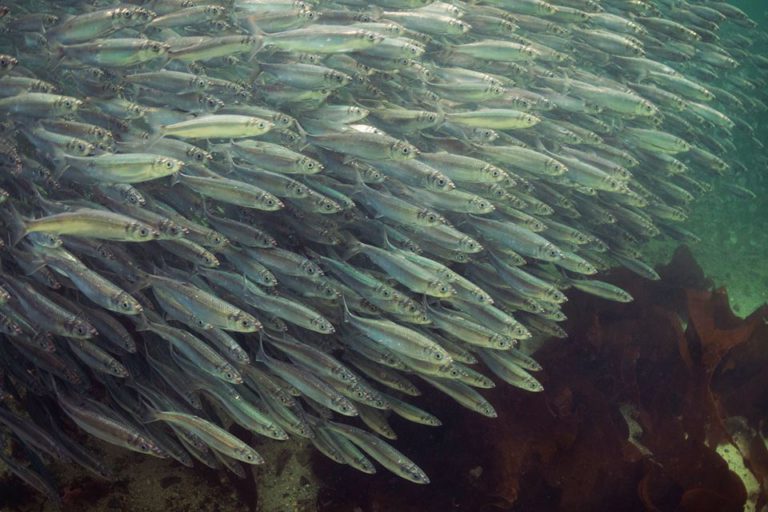 Report backed by Pamela Anderson Foundation warns of depleting B.C. herring stocks