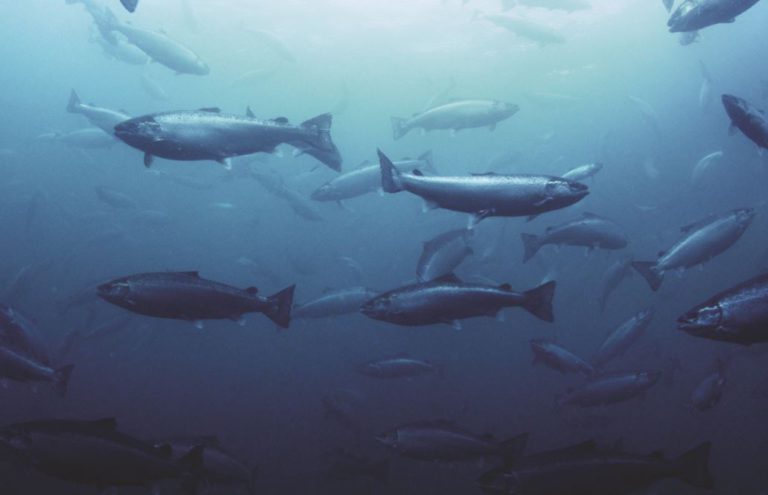 Government announces phase out of fish farms in Discovery Islands