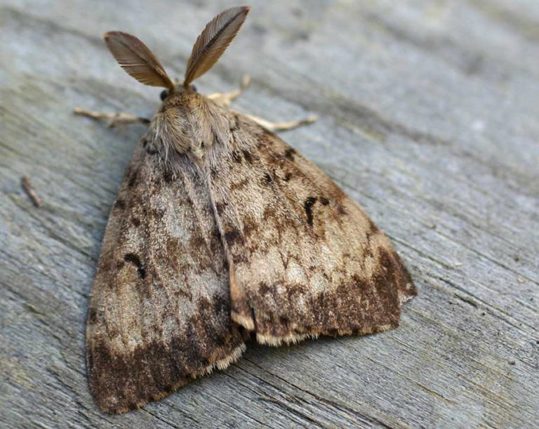 Moth spray treatments set for Courtenay areas later this month