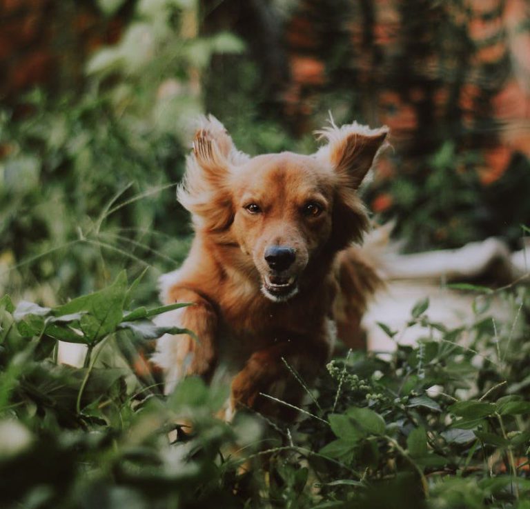 One Spot Trail partially closed until March to protect livestock from off-leash dogs