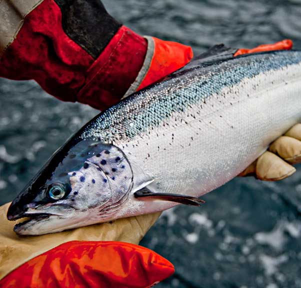 North Island mayors voice opposition to fish farm phase-out in Discovery Islands