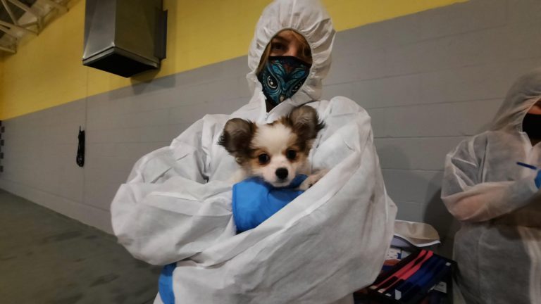 BC SPCA says “do your homework” after 12 dogs and puppies removed from Vancouver Island breeder