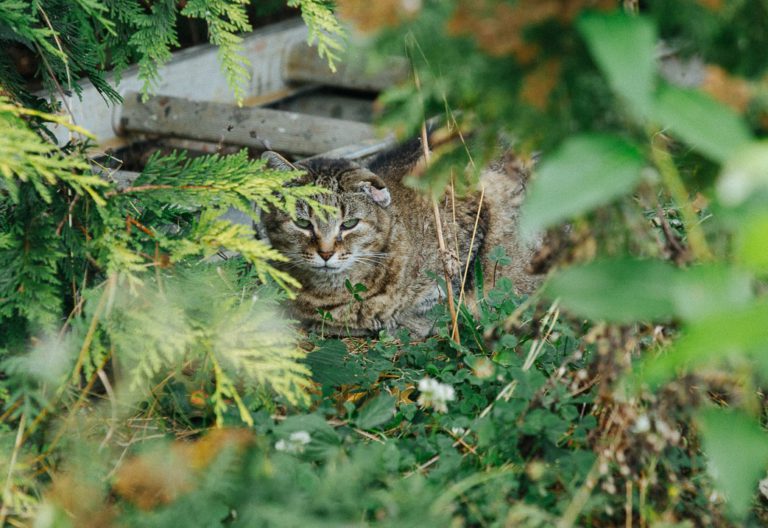 BC SPCA funding helps Kitty Cat Pals address cat overpopulation