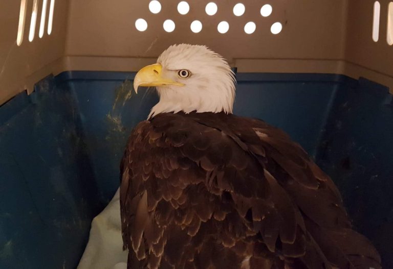 Lead poisoning taking toll on eagles