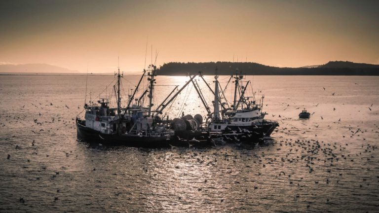 Commercial herring fishery opens amid calls for moratorium