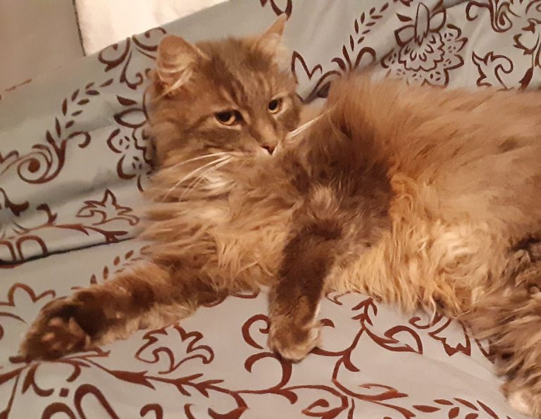 Four years later, Campbell River cat comes back
