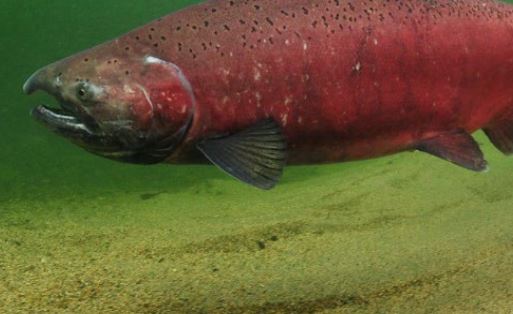 B.C. opposition MPs press federal government to support mark-selective fishery