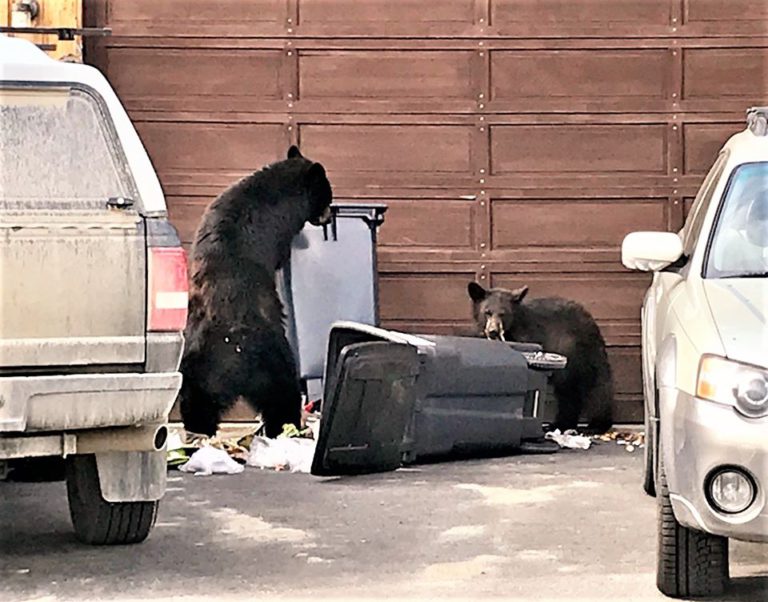 COS offers tips as hungry bears awaken from seasonal slumber