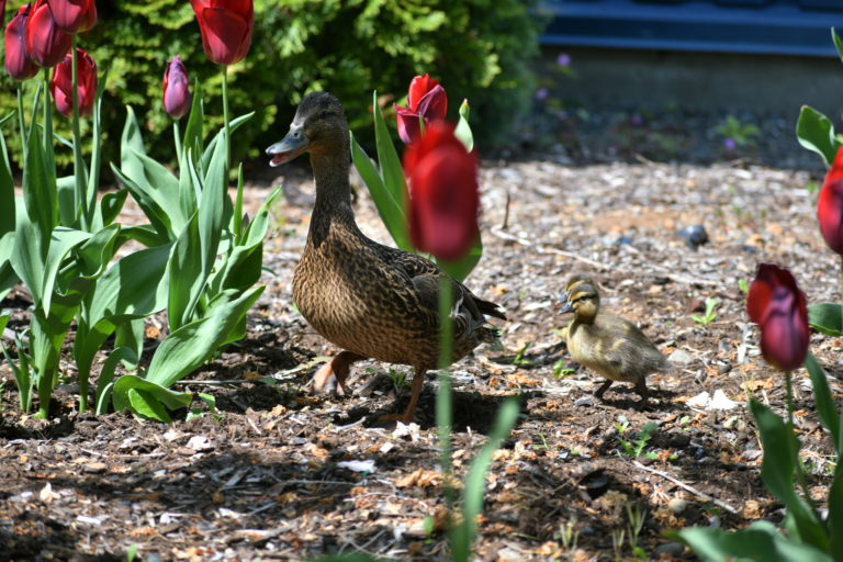 Duck family relocated from school courtyard after TLC from Mark Isfeld staff, students 