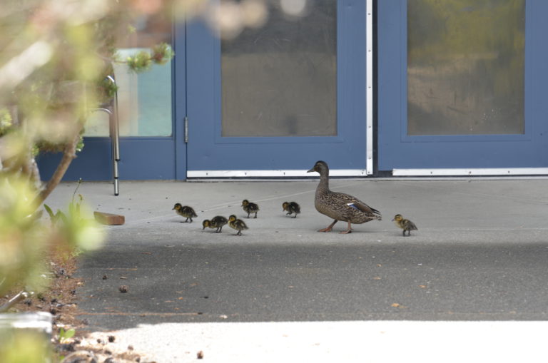 Make way for ducklings at Courtenay school