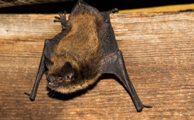 Town builds bat boxes to protect flying friends