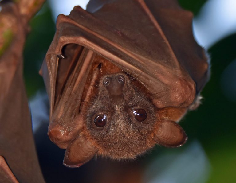 Science used to improve bat knowledge in Puntledge River Watershed