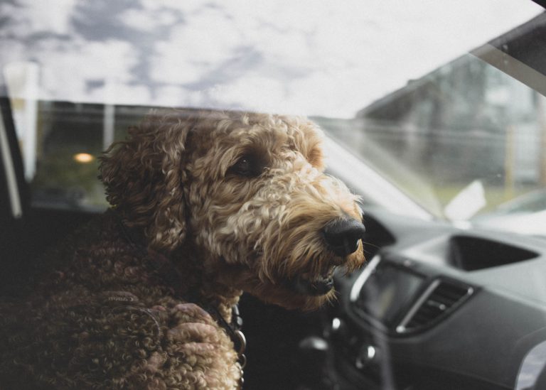 Comox Valley RCMP responds to nine reports of dogs left in vehicles in June