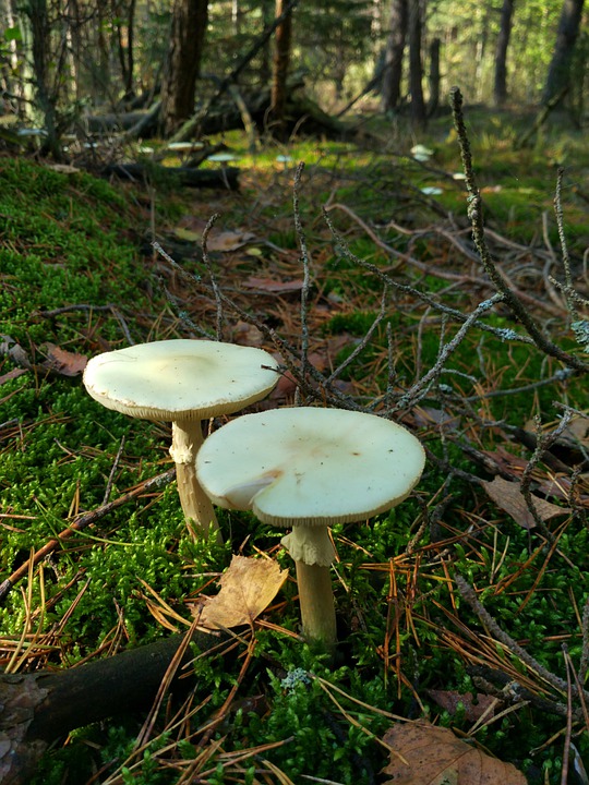Death cap mushrooms spotted in Comox