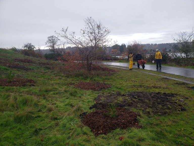 New trees planted in Courtenay Airpark lagoon area