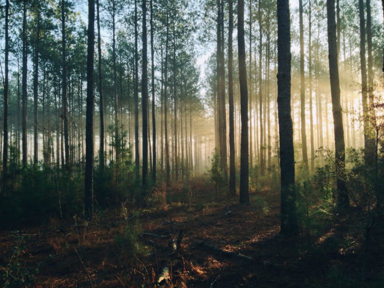 BC Has Now Planted One Billion Trees Since 2018