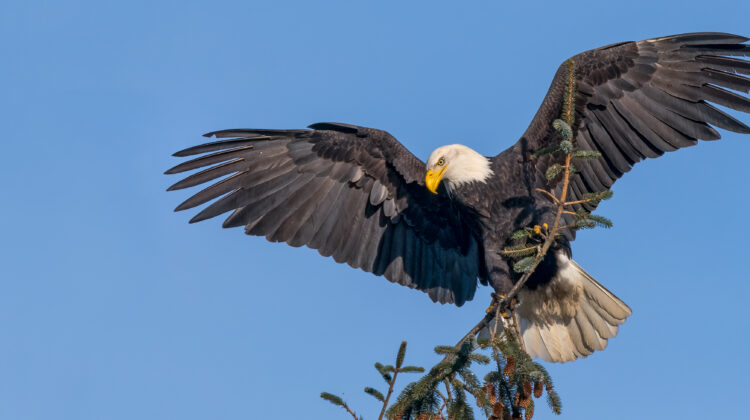Eagle Habitat on Vancouver Island to Benefit from $14.5-Million Gift to BC Parks Foundation
