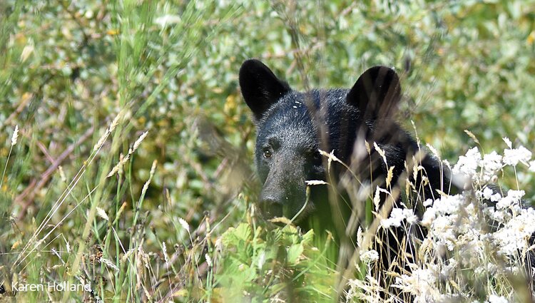 Nearly 600 BC black bears killed in 2021