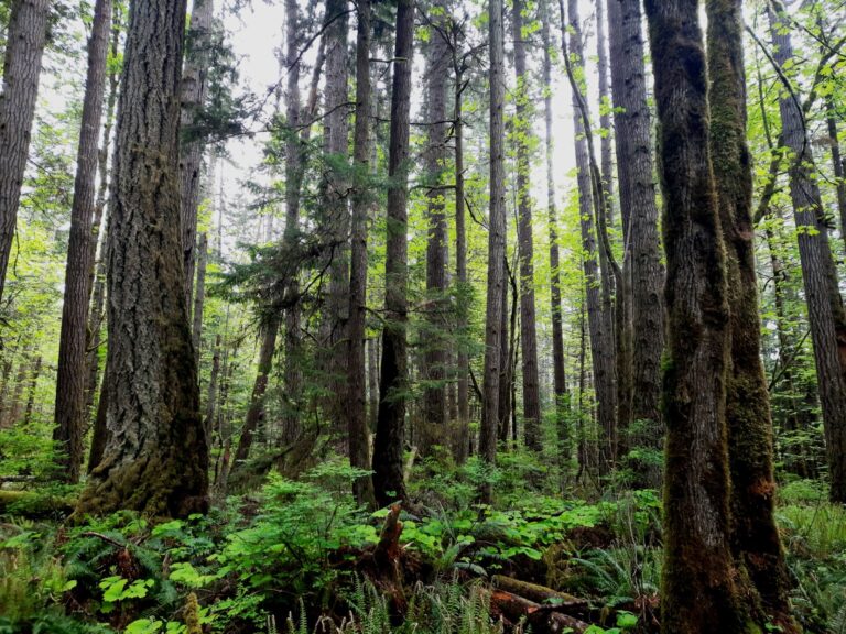 Comox Valley Land Trust receives $3.5M in federal funding for projects in Puntledge River watershed