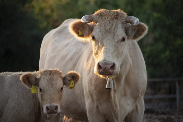 Province urges ranchers and farmers to register livestock ahead of wildfire season 