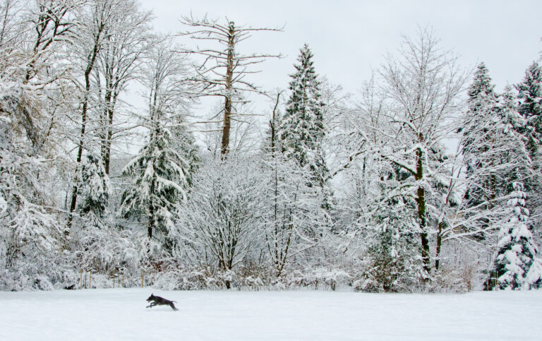 UPDATE: Snowfall warning ended for Comox Valley, Campbell River