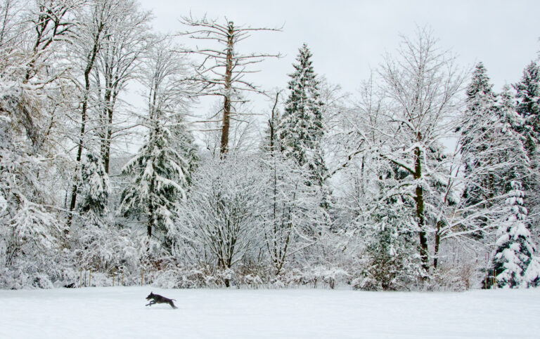 Pacific storm brings potential for more snow on Vancouver Island