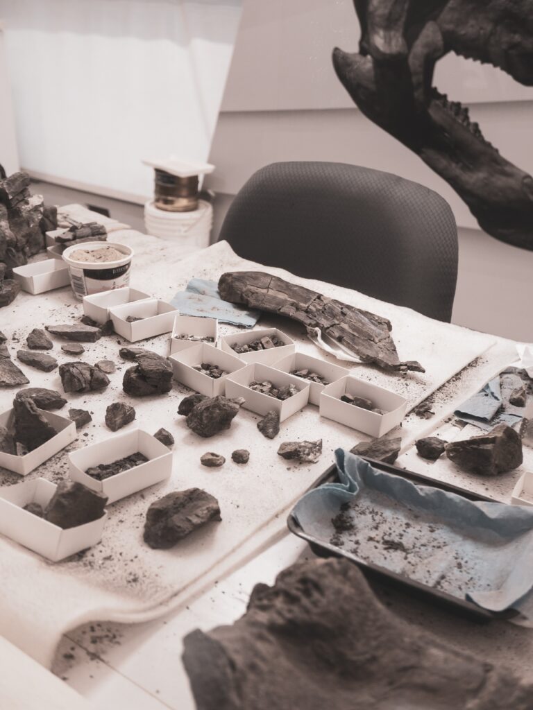 Turtle fossil of species unknown to science discovered in Courtenay