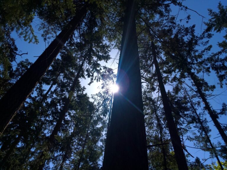 Temperature records fall as warm weather cloaks the Island and Sunshine Coast