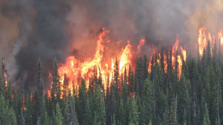 Lightning strike sparks five out of control fires in Strathcona Park