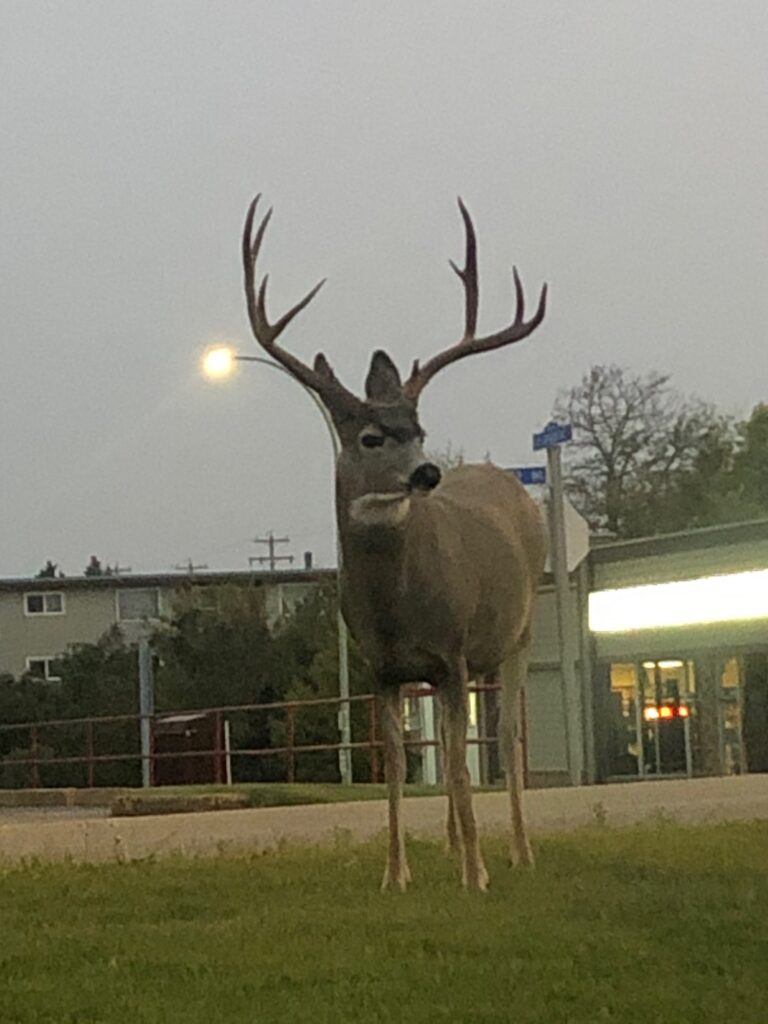 Parksville-Qualicum MLA survives prancing by deer 