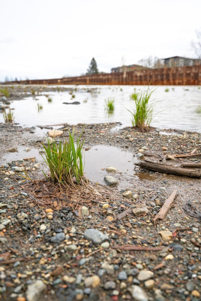 Kus-Kus-Kum restoration project to shift its focus this fall