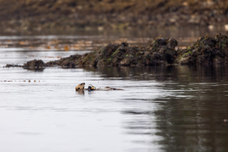 New study suggest “Keystone Species” are more than just predators