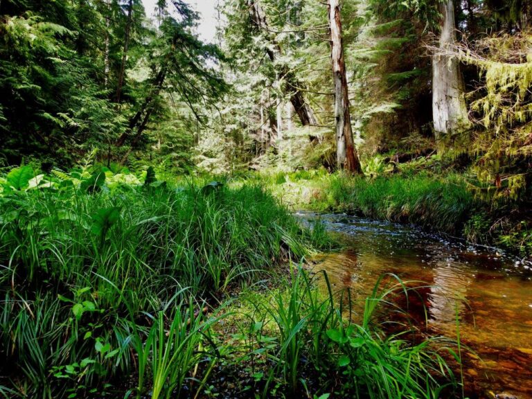 Nature Trust of B.C. looks to protect over 38 hectares of Denman Coastal rainforest