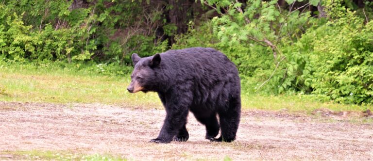 Unexpected customer caught stealing gummy bears at Lake Cowichan gas bar