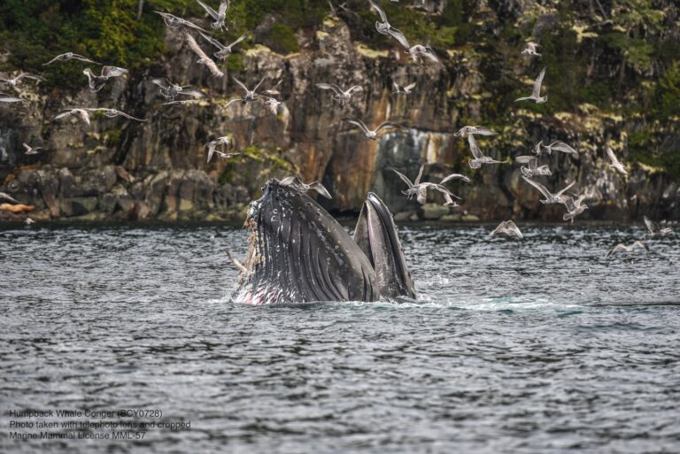 Big premiere today on BBC for Vancouver Island’s humpback whales