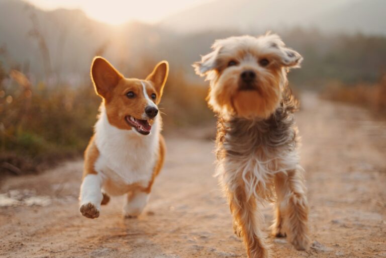 Comox Valley dog licenses for new year now available